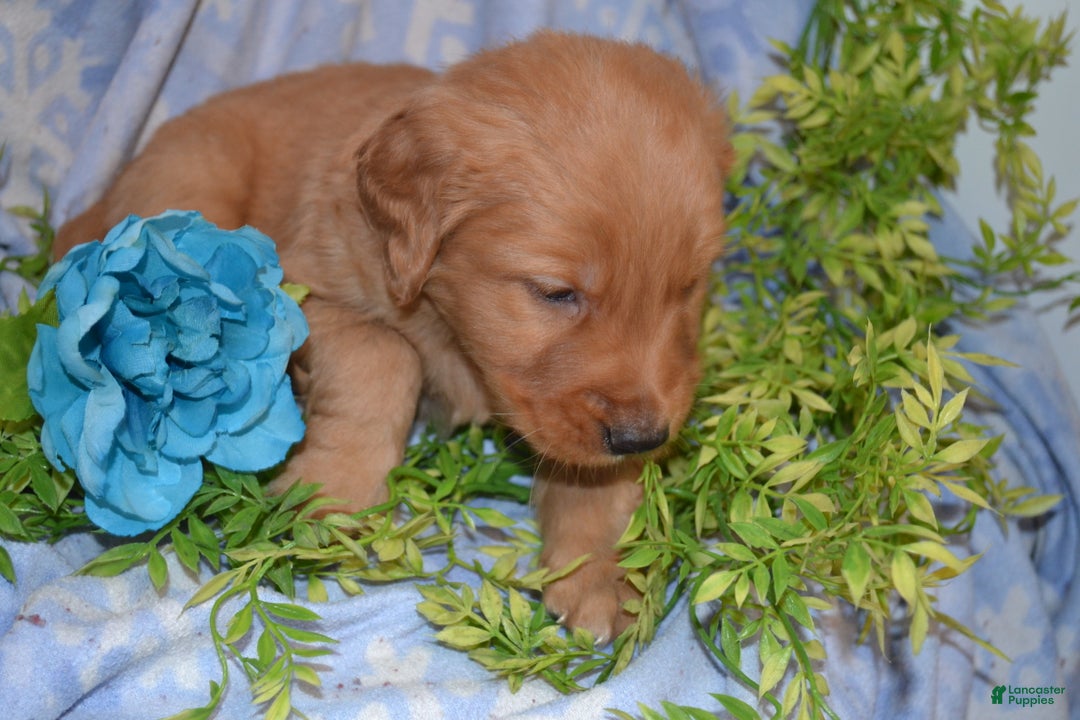 Golden Retriever dogs for sale: Ace - Ad 3