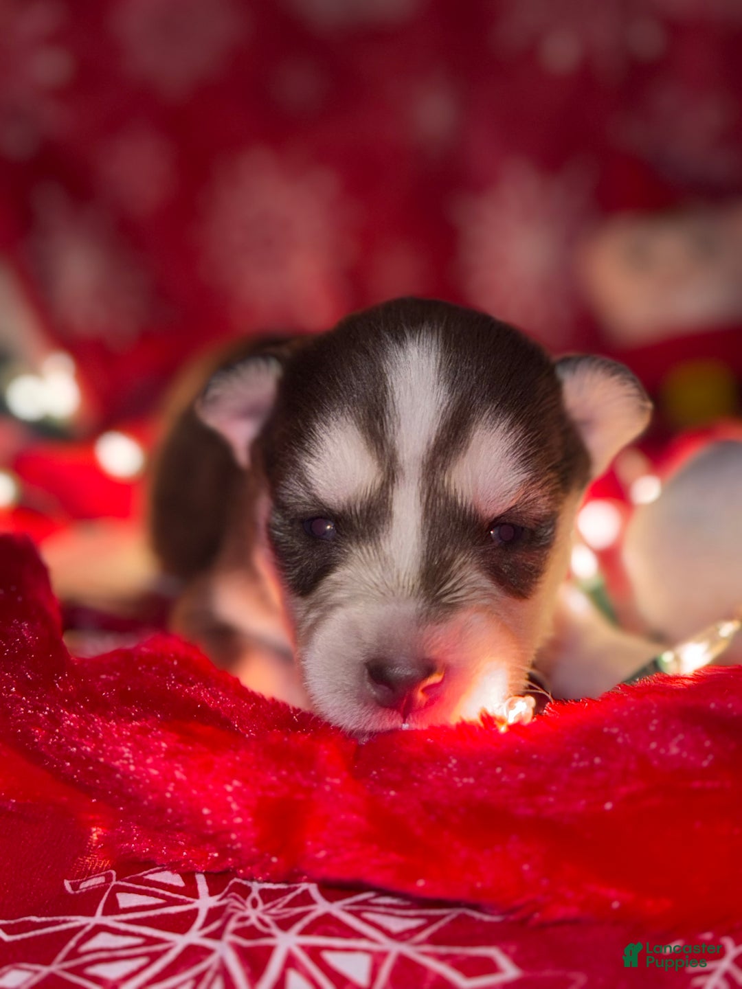 Siberian Husky dogs for sale: RED - Ad 6