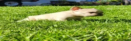 French Bulldog dogs for sale: Mello - Ad 7