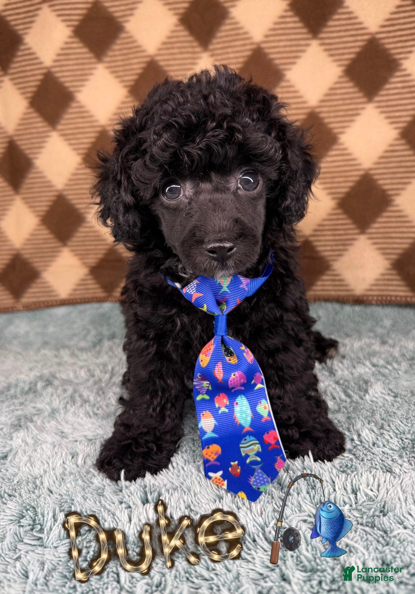Toy Poodle dogs Duke (teacup) - Ad 23