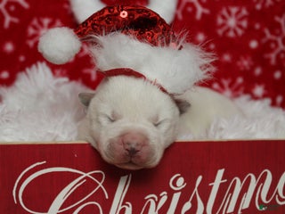 Akita dogs Jack - Ad 2