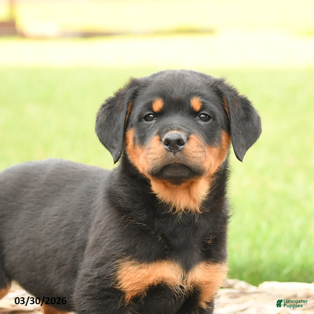 Rottweiler dogs for sale: Romeo - Ad 5