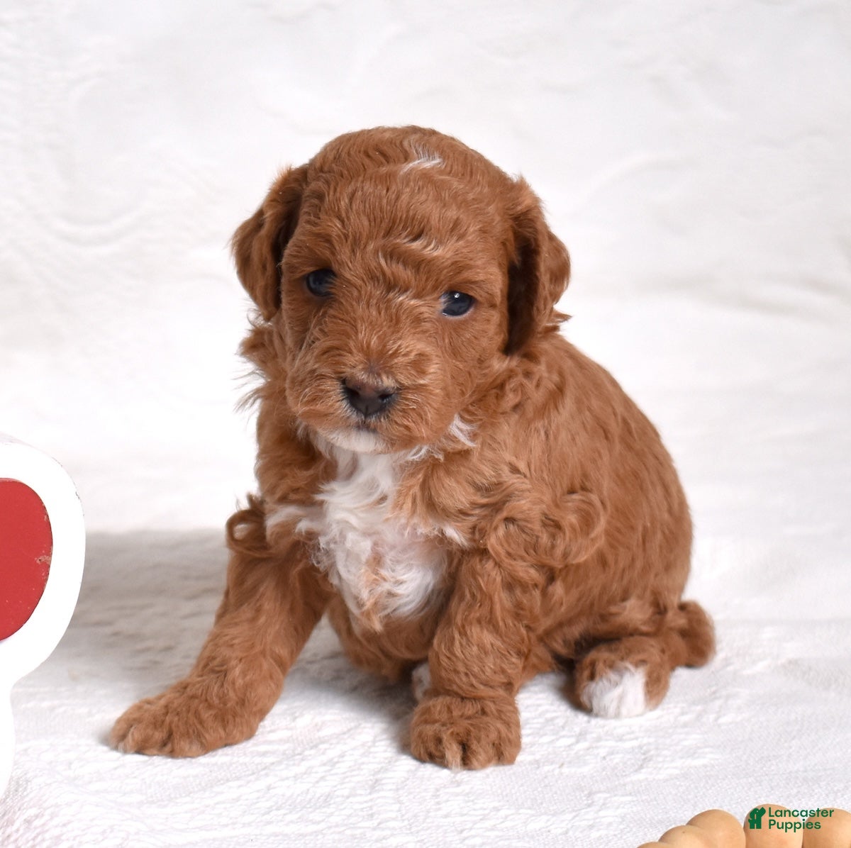 Miniature Poodle dogs Ruby - Ad 2