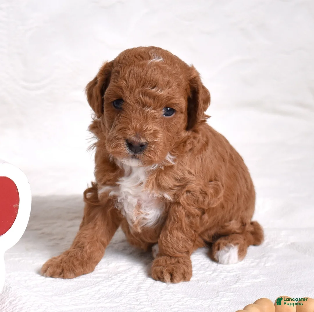 Miniature Poodle dogs for sale: Ruby - Ad 1