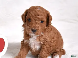 Miniature Poodle dogs Ruby - Ad 2