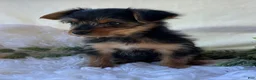Yorkshire Terrier dogs for sale: MR Pepsi - Ad 3
