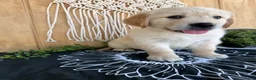Golden Retriever dogs for sale: Grady - Ad 9