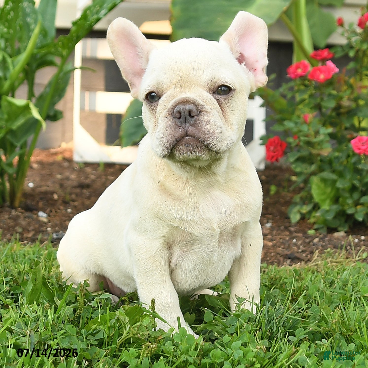 French Bulldog dogs Leo - Ad 1