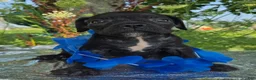 Olde English Bulldogge dogs for sale: Dennis - Ad 5
