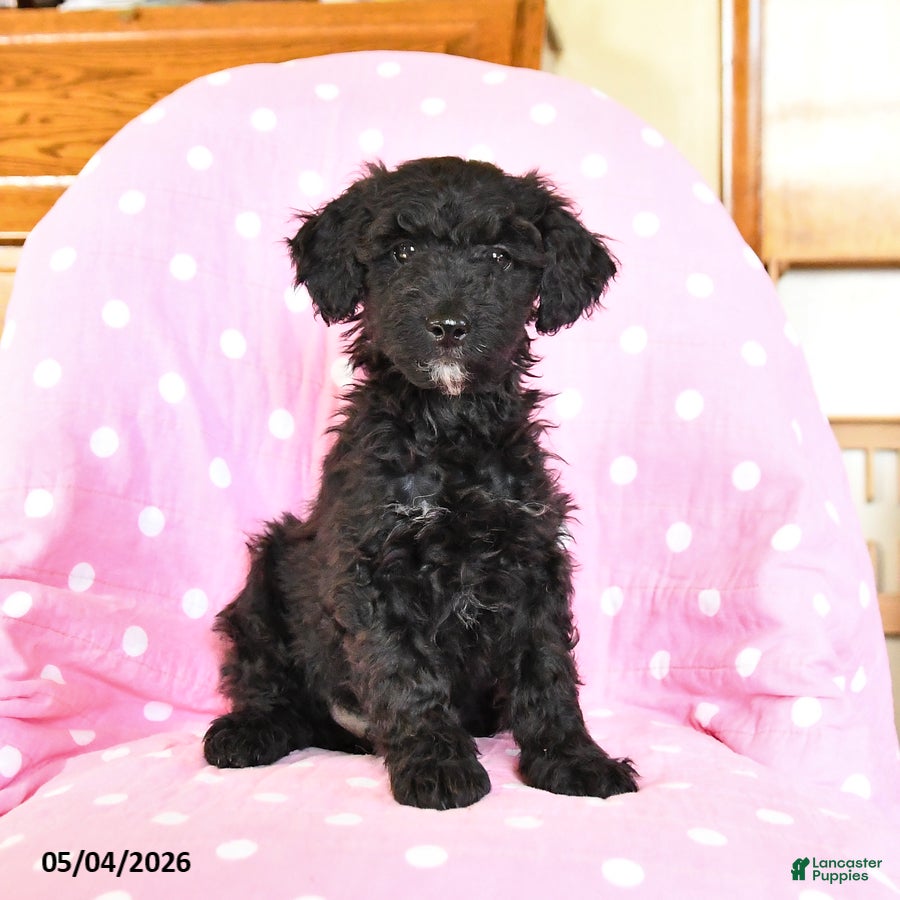 Mini Goldendoodle dogs Kent  - Ad 1