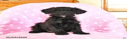 Mini Goldendoodle dogs for sale: Kent  - Ad 1