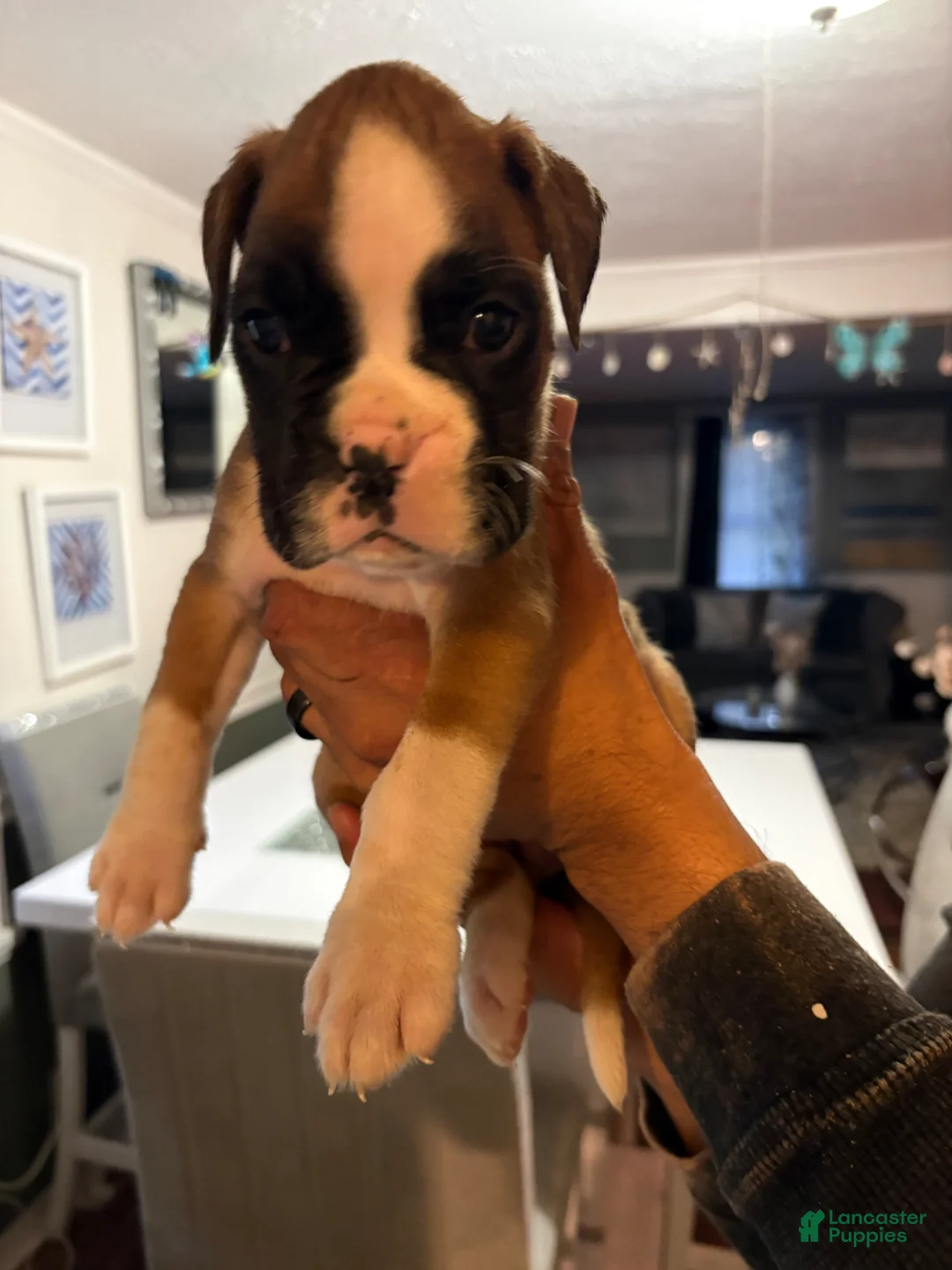 Boxer dogs for sale: Boxer cheyenne Puppy 5 - Ad 1