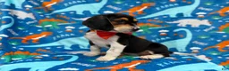 Beagle dogs for sale: Tigger - Ad 6