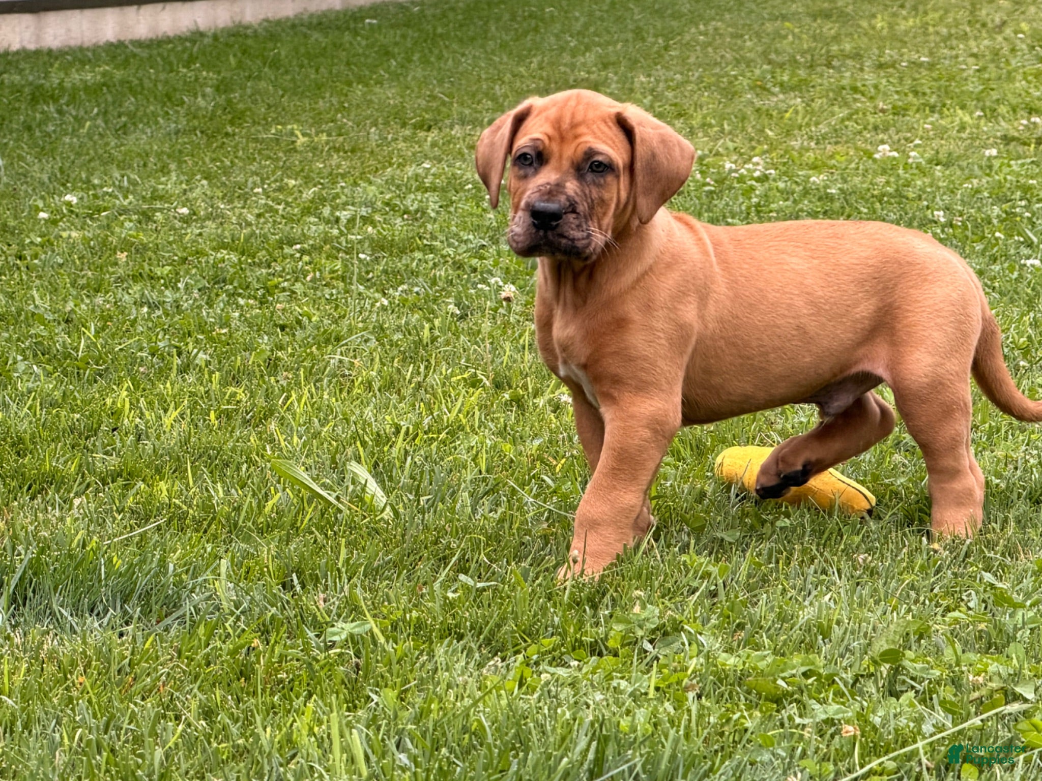Mixed Breed dogs Milo - Ad 2