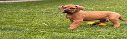 Mixed Breed dogs for sale: Milo - Ad 2