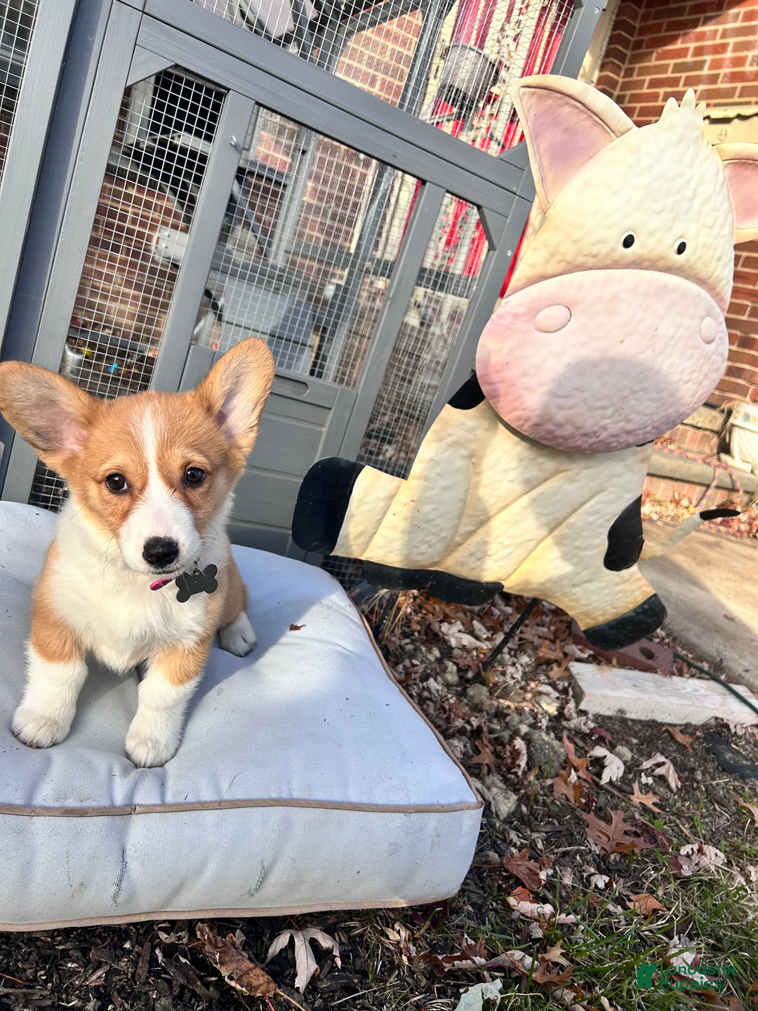 Welsh Corgi Pembroke dogs for sale: Morticia - Ad 1