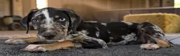 Catahoula Leopard Dog dogs for sale: Gypsie 2026 Male 3 - Ad 18