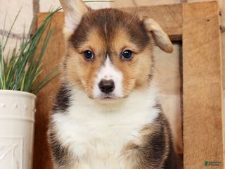 Welsh Corgi Pembroke dogs Callie - Ad 11