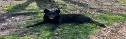 German Shepherd dogs for sale: COMING SOON!! Trained Deterrent Dog!!  - Ad 23