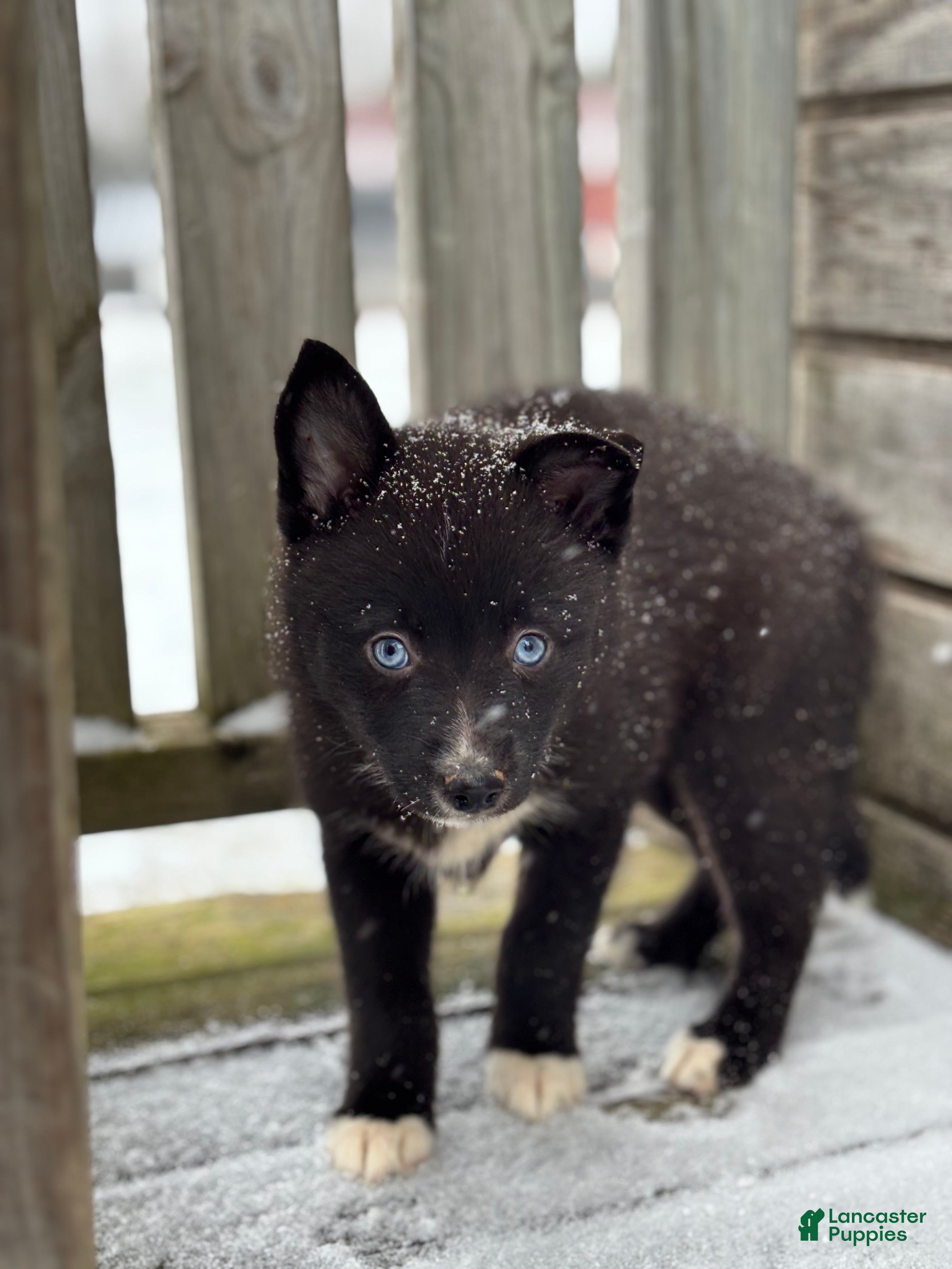 Pomsky dogs Grant - Ad 2