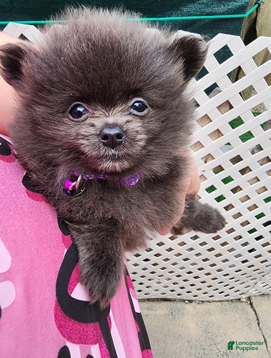 Pomeranian dogs Toy Mia  - Ad 2