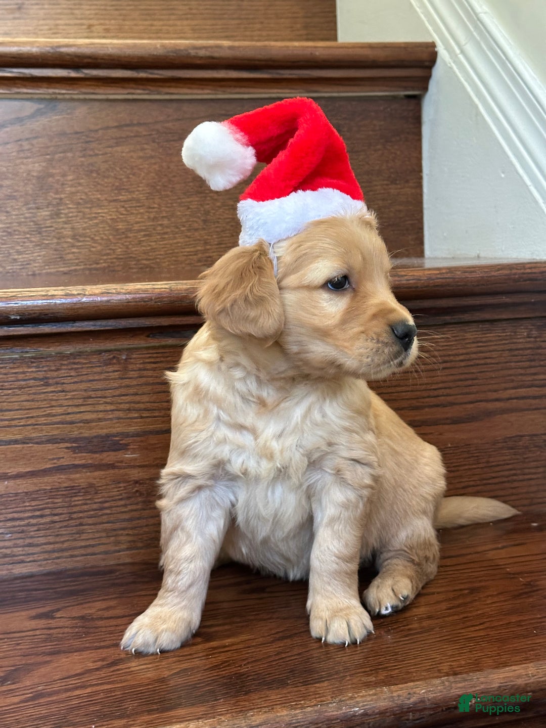 Golden Retriever dogs for sale: Star - Ad 4