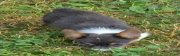 Welsh Corgi Pembroke dogs for sale: Lynx the low rider  - Ad 13