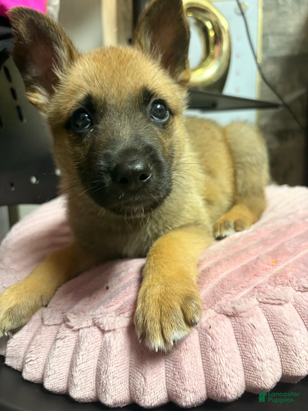 Belgian Malinois dogs for sale: Belgian Malinois Puppy 1 - Ad 3