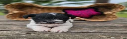 Miniature Schnauzer dogs for sale: Miniature Schnauzer 4 - Ad 2