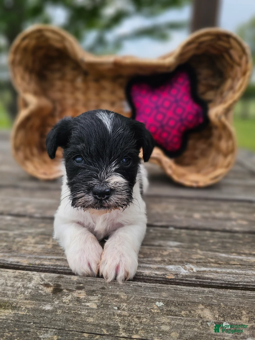 Miniature Schnauzer dogs for sale: Miniature Schnauzer 4 - Ad 2