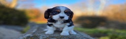 Cavalier King Charles Spaniel dogs for sale: Vance - Ad 6