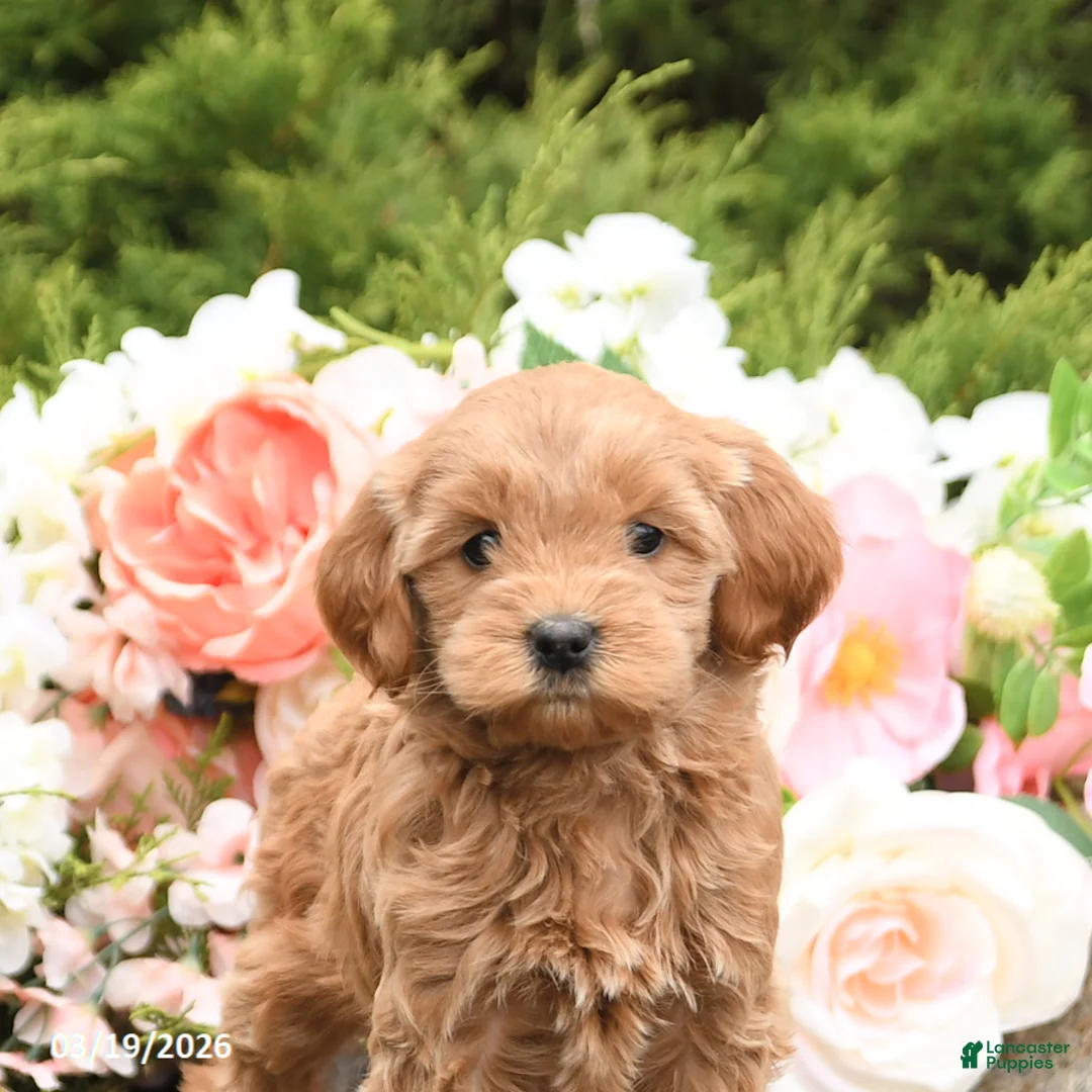 Mini Goldendoodle dogs for sale: Shirley - Ad 5