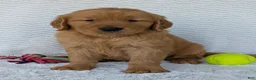 Golden Retriever dogs for sale: Brady - Ad 18