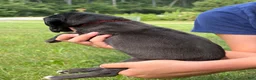 Great Dane dogs for sale: Cheyenne - Ad 3