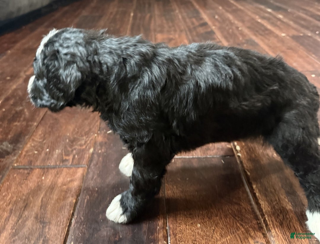 Bernedoodle dogs for sale: Max - Ad 6