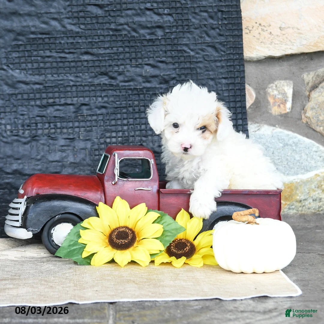 Maltipoo dogs for sale: Dewy - Ad 1
