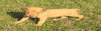 Rhodesian Ridgeback Puppy 5