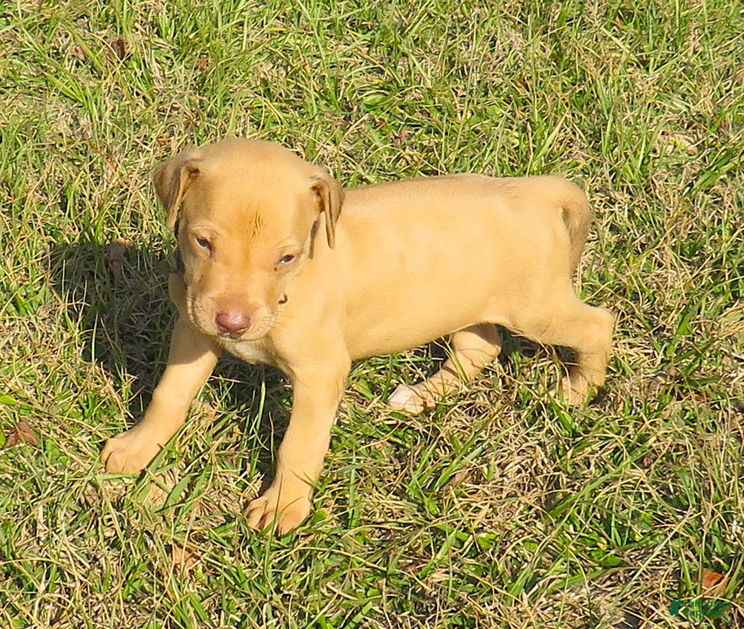 Rhodesian Ridgeback dogs for sale: Rhodesian Ridgeback Puppy 5 - Ad 1