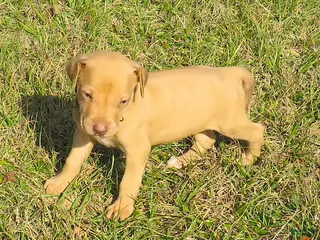 Rhodesian Ridgeback dogs Rhodesian Ridgeback Puppy 5 - Ad 1