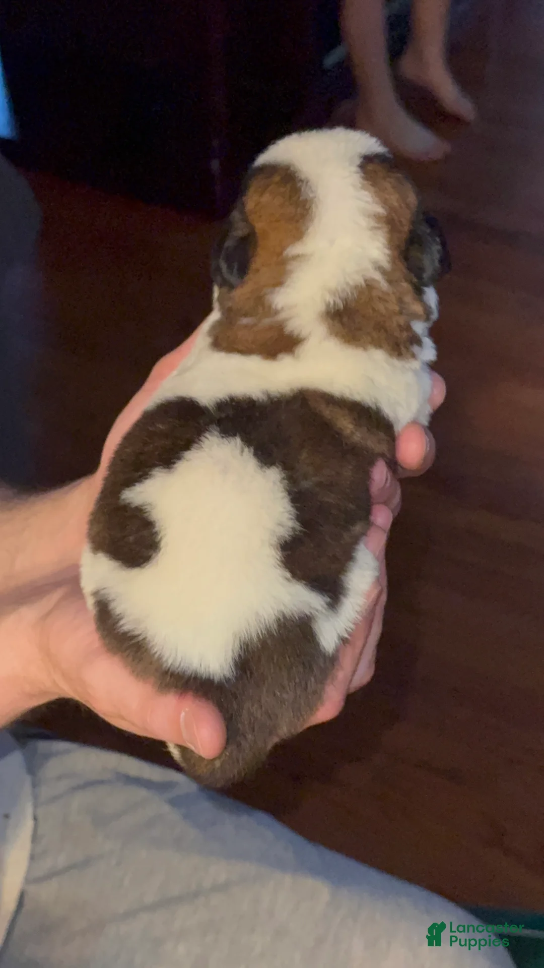 Saint Bernard dogs for sale: Tugs 🪢 - Ad 2