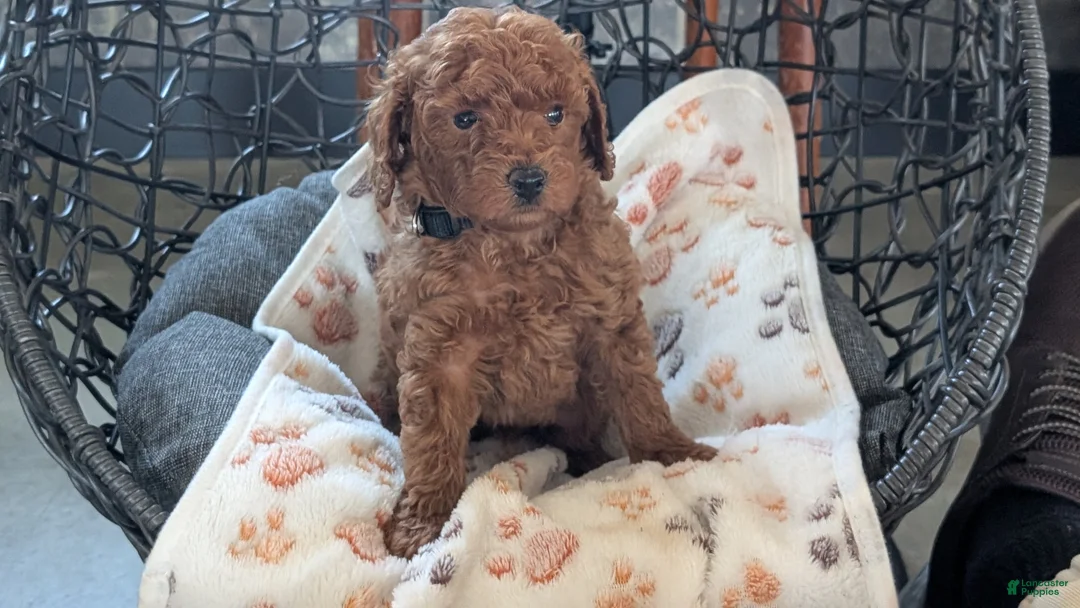 Toy Poodle dogs for sale: Willie - Ad 2
