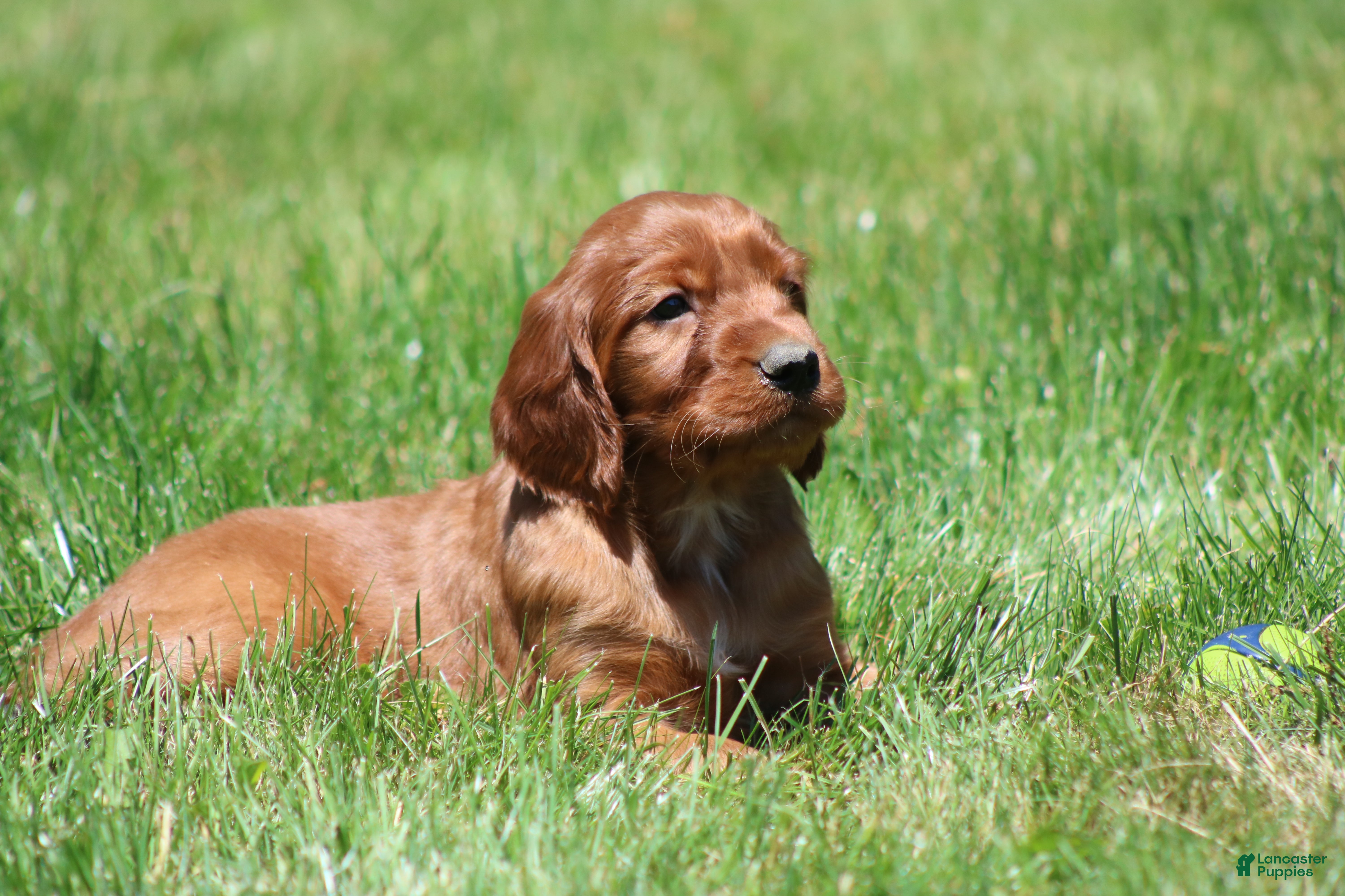 Irish Setter dogs for sale: Mickey - Ad 6
