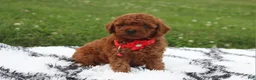 Toy Poodle dogs for sale: Kali - Ad 22