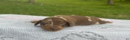 Miniature Dachshund dogs for sale: Pearl - Ad 37