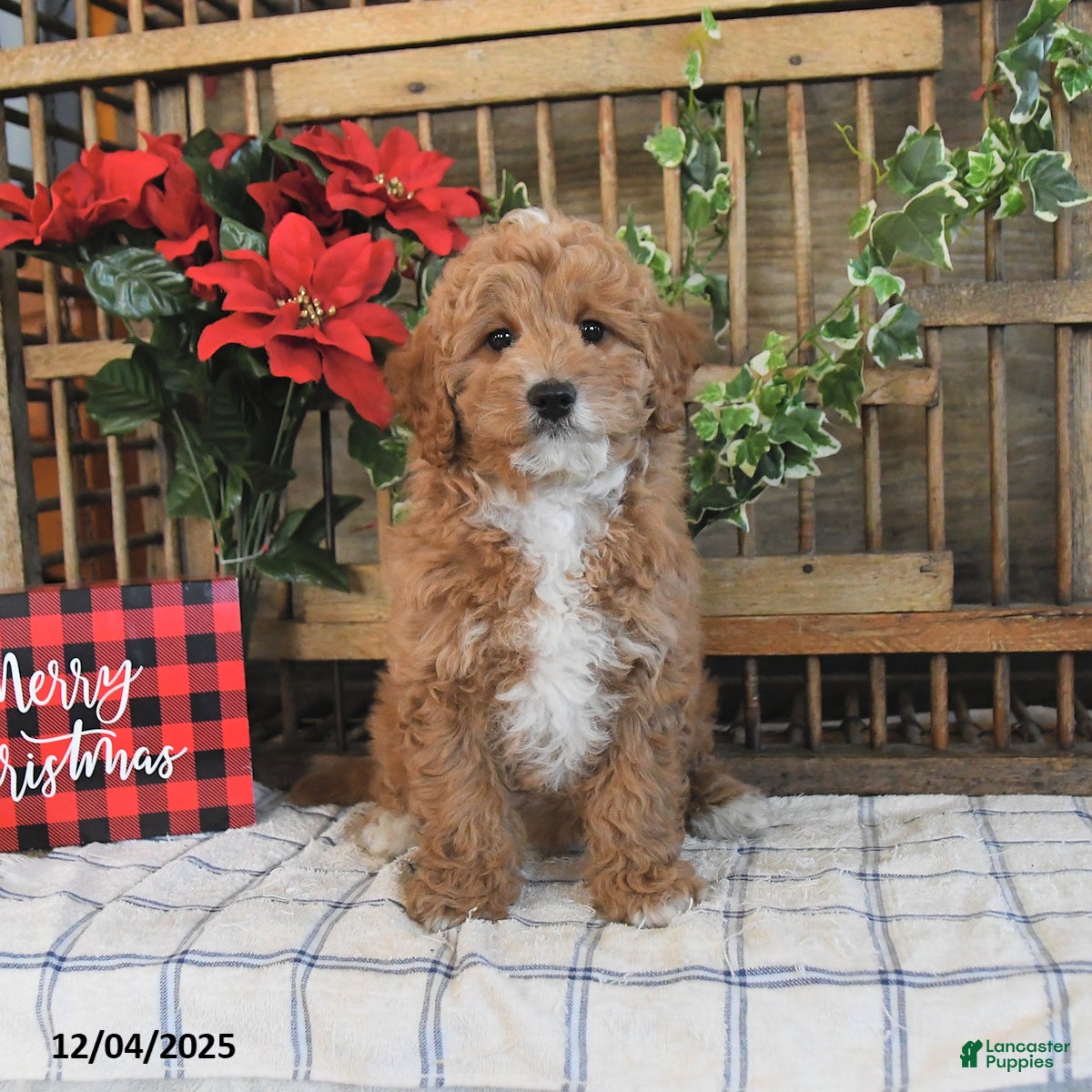 Mini Goldendoodle dogs Kelly - Ad 1
