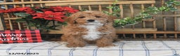 Mini Goldendoodle dogs for sale: Kelly - Ad 1