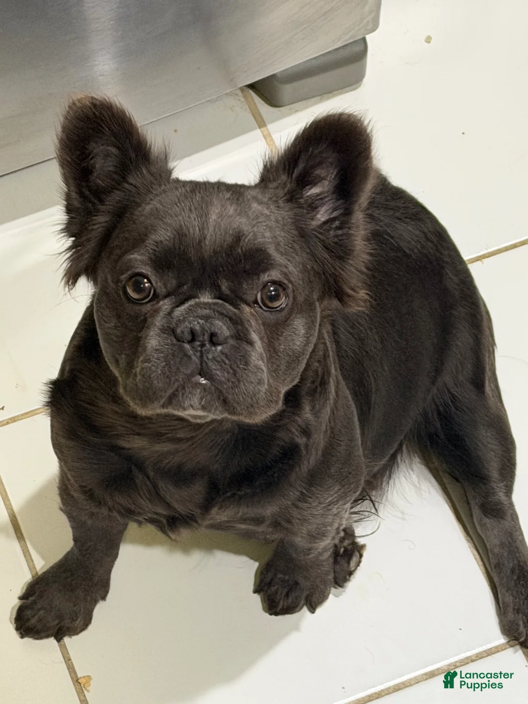 French Bulldog dogs for sale: Chocolate Blue - Ad 12