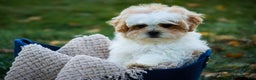 Shihpoo dogs for sale: Fargo - Ad 7