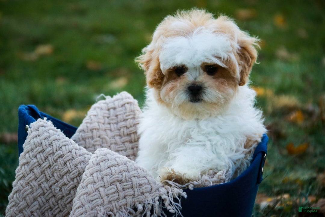 Shihpoo dogs for sale: Fargo - Ad 7