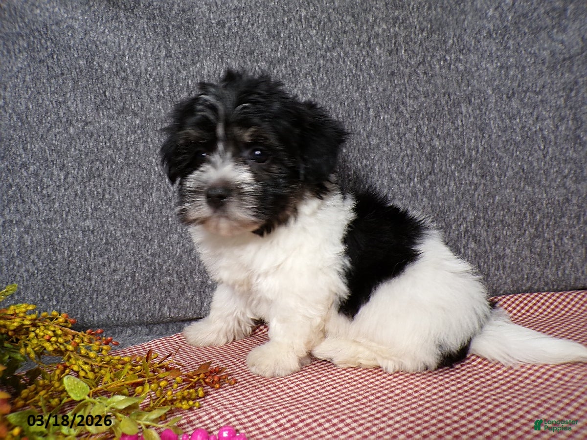 Havanese dogs Molly - Ad 2